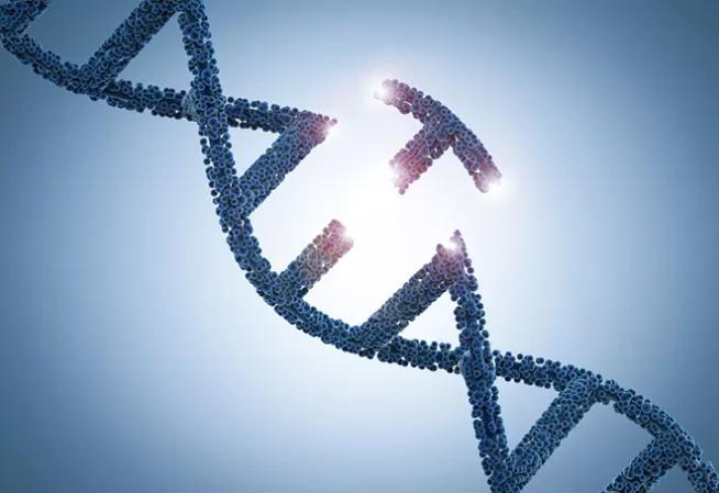 Empreintes genetiques