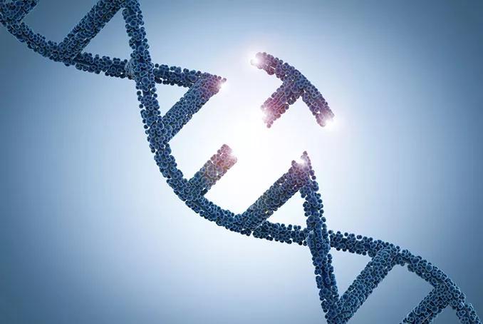 Empreintes genetiques